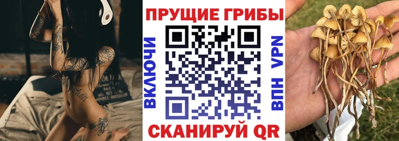 Псилоцибиновые грибы мицелий MEGA рабочий сайт Новодвинск